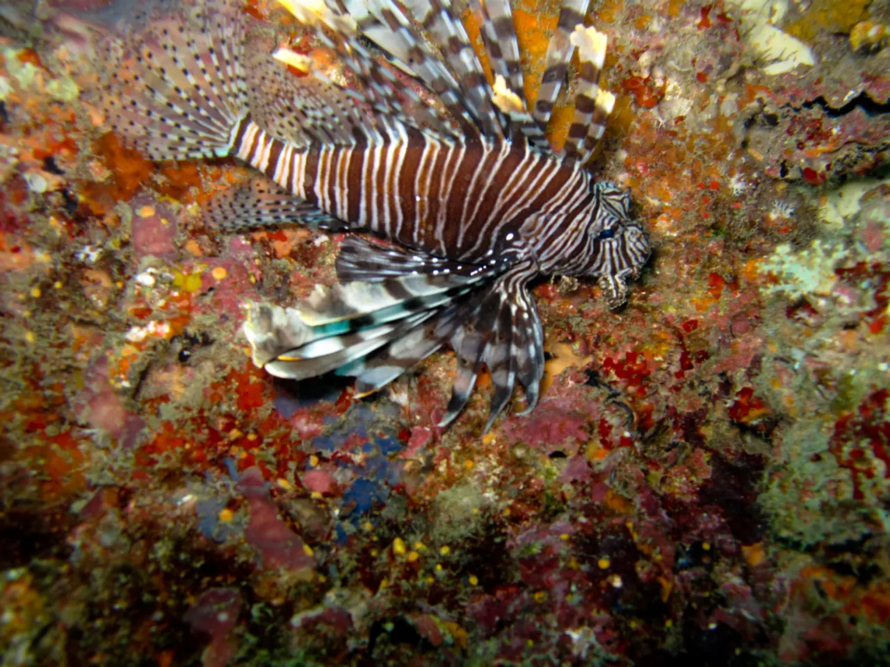 Exploring the Affordable Dory: A Detailed Underwater Drone Evaluation