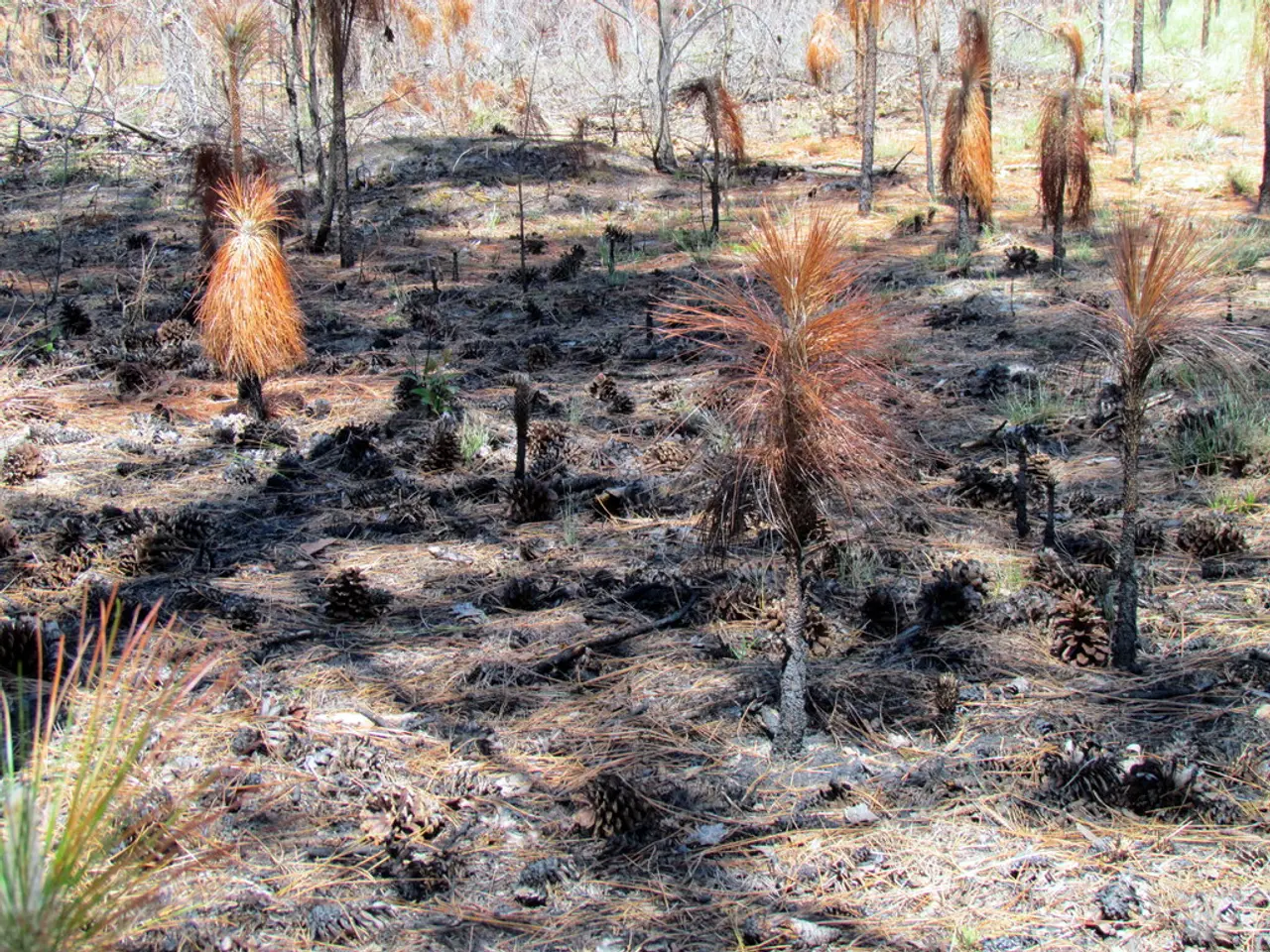 Impact of weeds on indigenous habitats: an educational perspective