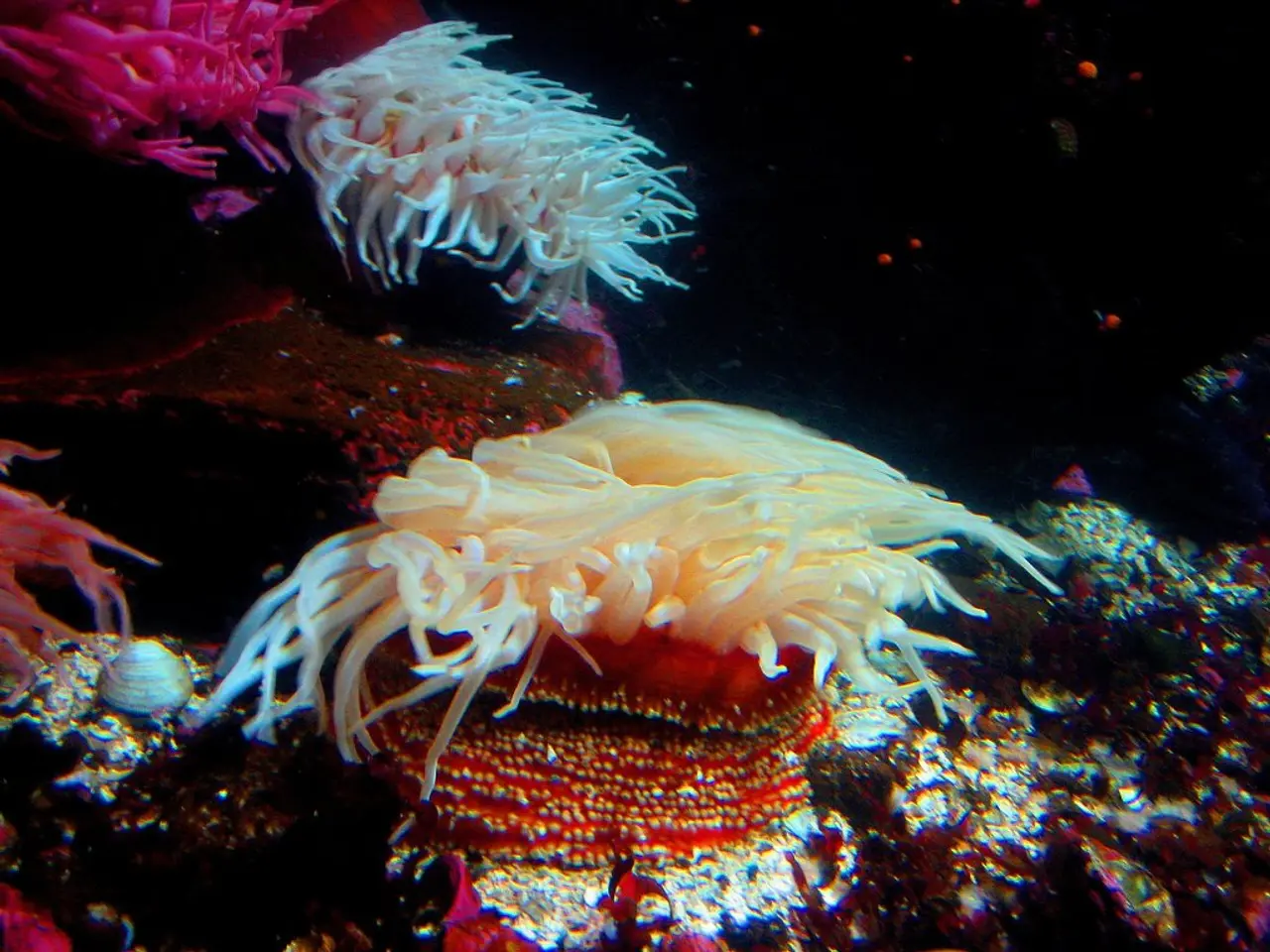 Found in the Depths of the Ocean - Divers unearth the largest recorded underwater organism, tracing...