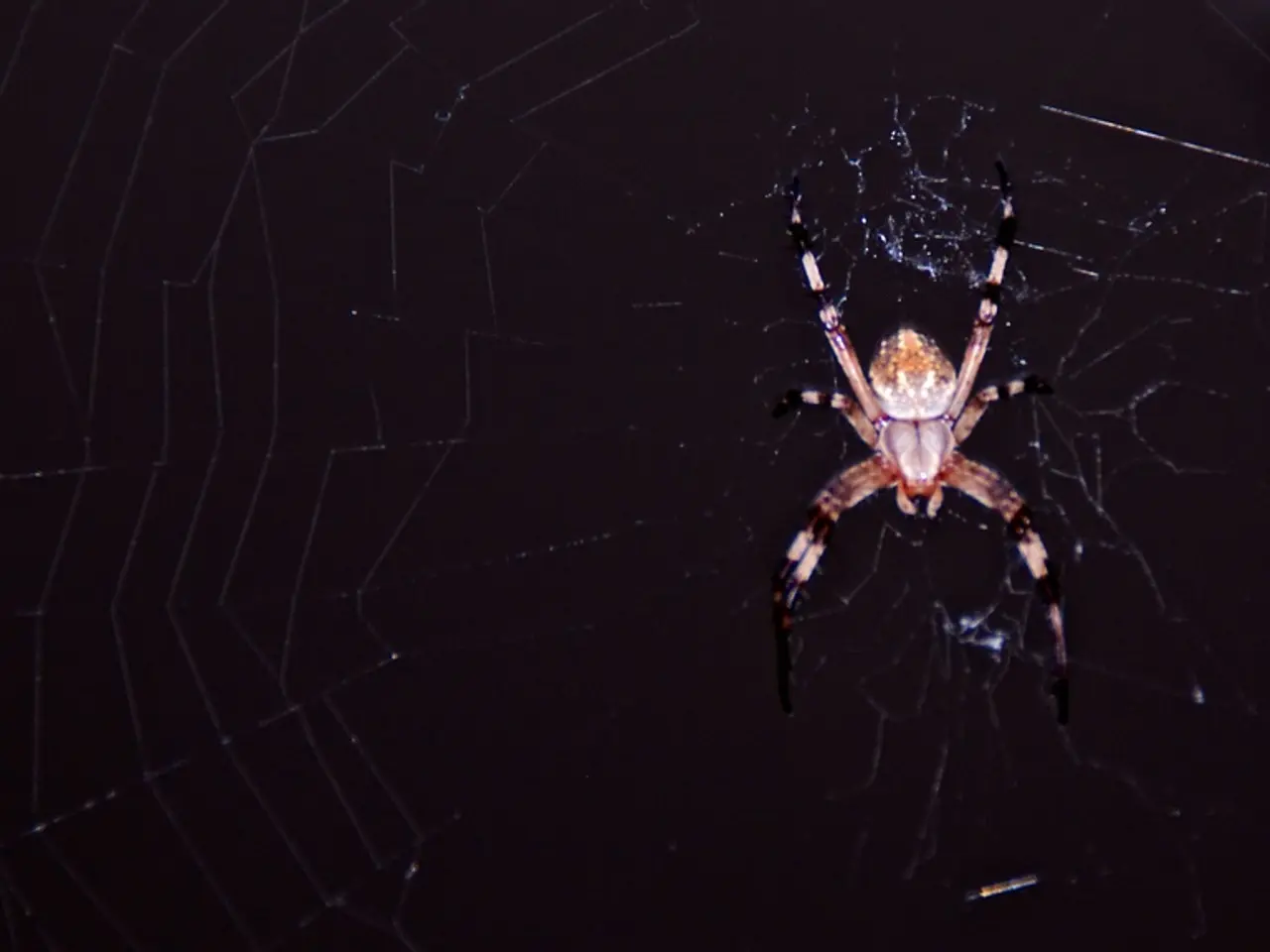 In this image we can see a spider on the web and the background is dark.