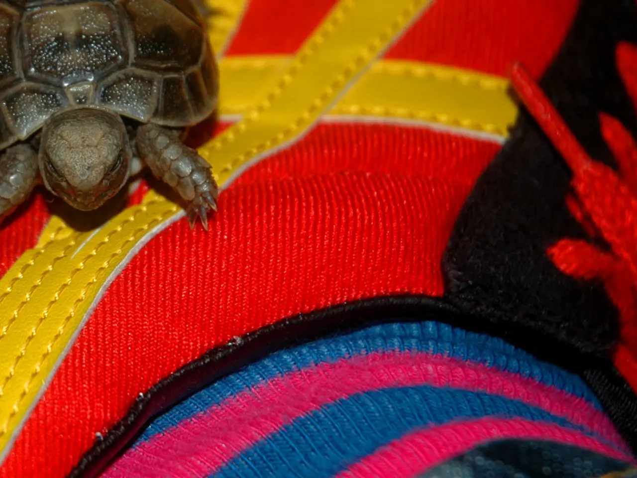 In this image there is a tortoise on the colorful cloth.