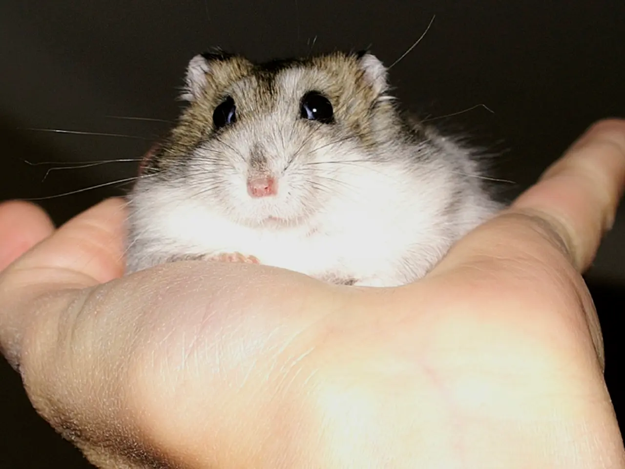 In this image we can see a person holding mouse in the hand.