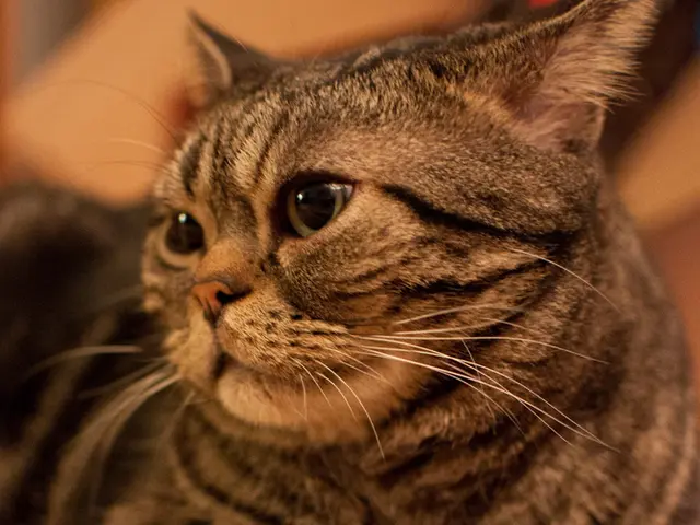 Florida's Household Feline, Pepper, Unearths Another Computer Virus
