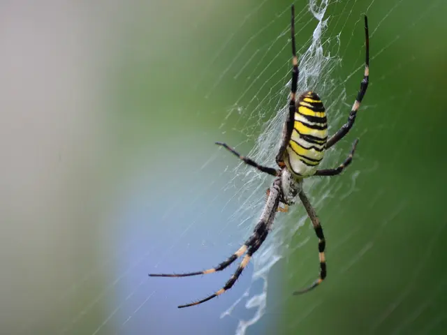 Hundreds of significant enterprises face potential danger from the Elusive Arachnid threat