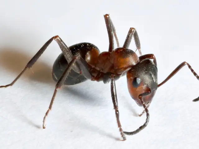 International Ant company denies intentions to incorporate Circle's USDC into its treasury...