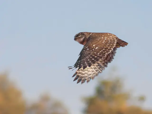 Capturing images of owls with a DSLR camera handheld, a man accepted the challenge of swallowing...