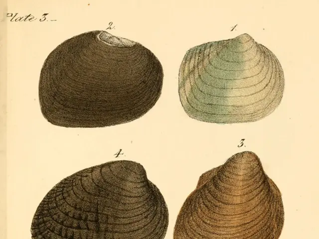 Manual for Incorporating Dante Technology in Audio-Visual Systems