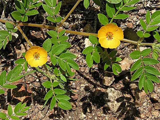 Swift coverage of nearly all Git requirements in merely 8 minutes