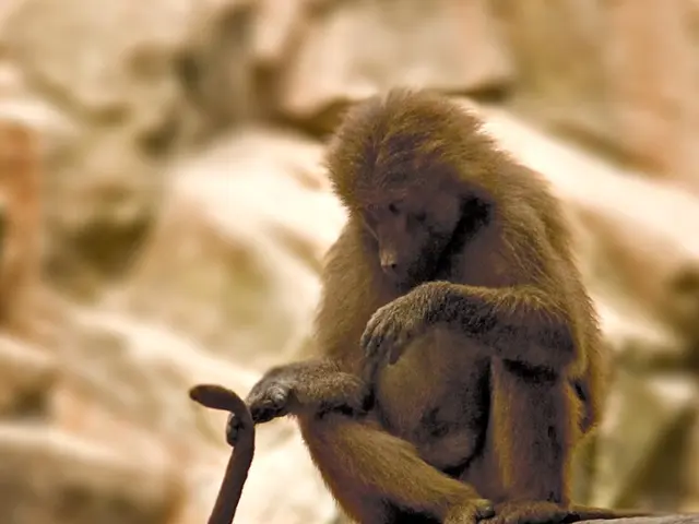 Fundraising initiative by Neuralink brings in $600 million, resulting in a $9 billion assessment of...