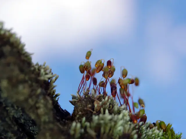 Examined a Thousand Photos to Discern Top Telescopes for Astrophotography in 2025