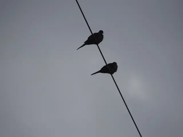 Drones equipped with sensing devices connected to electric power transmission lines