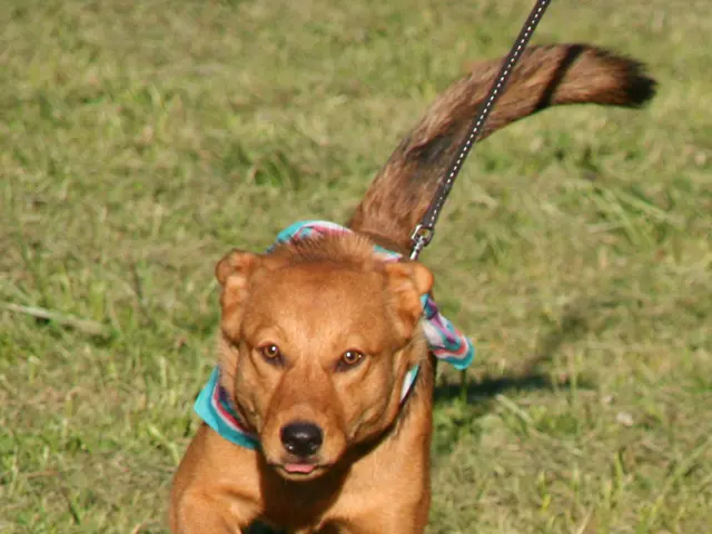 Dogecoin exhibiting a double bottom formation suggesting a price increase to around $0.418