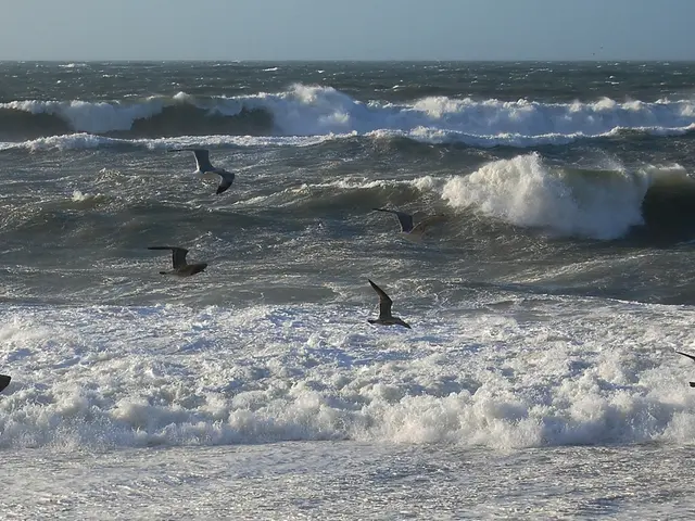 Mystery Unveiled: Has the Vanishing Pigeons of Bermuda Been Decoded?