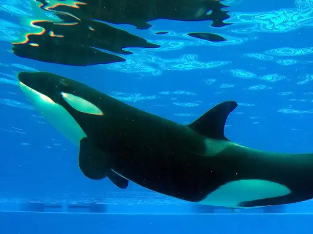 Bitcoin dormant account, containing a significant $35 million in cryptocurrency, activates and...