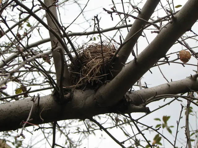 Google potentially addresses the issue with Google Nest cameras' lack of video playback - here's...
