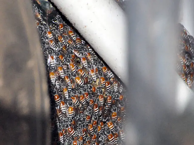 Tenth edition of the magazine "No Bees, No Life" was released on our platform