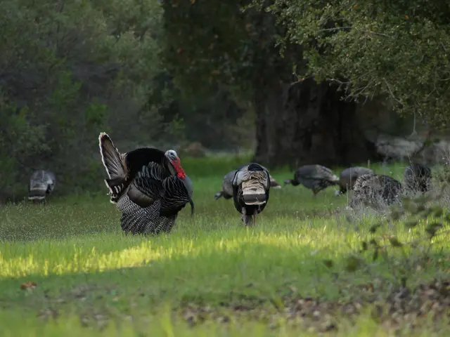 Britain and Turkey appear poised to enhance their existing trade partnership, with the British...