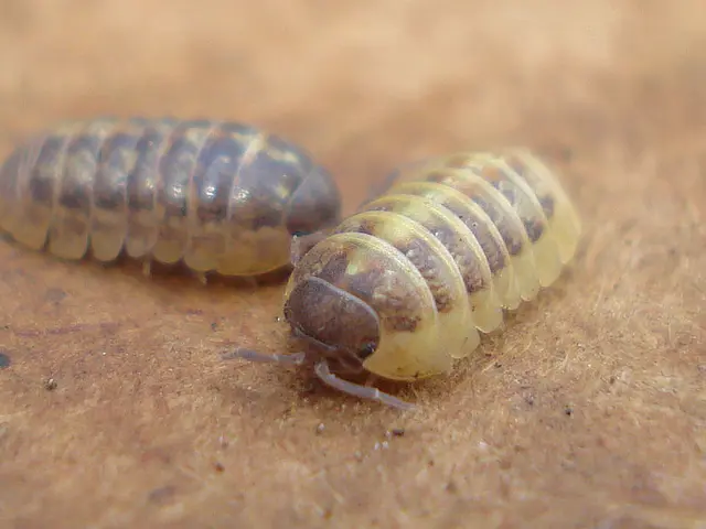 A leaf in the eastern U.S. hosts a click beetle with an oriental appearance.