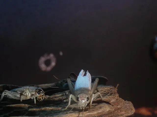 Deadly Affliction Targeting Elm Trees in the Netherlands: Dutch Elm Disease