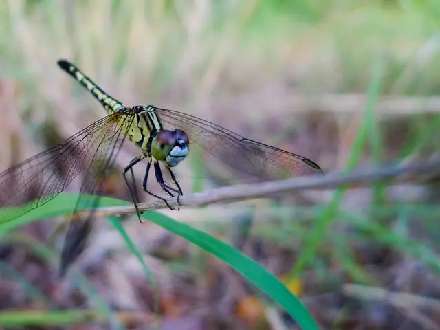 Venture Capital firm Dragonfly is in the process of accumulating $500 million for its fourth...