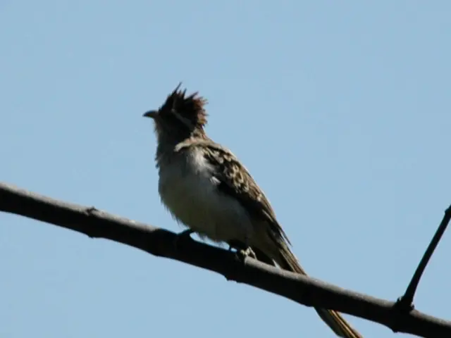 Communityintroduces Blubird IKO aimed at sparking a $2 trillion tokenization overhaul