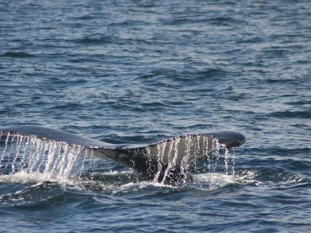 Bitcoin's Bullish Momentum under Potential Risk