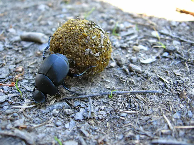 Bittensor Surpasses $340 - Anticipation Builds for a Jump to $500 and Potential Bullish Trend...