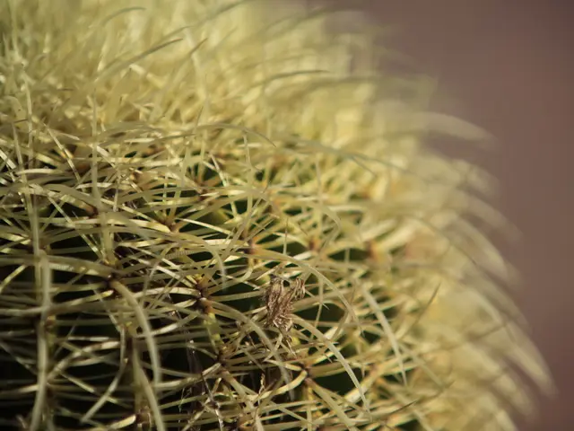 Ethereum undergoes a resurgence, attracting increased institutional investment, courtesy of Pectra.