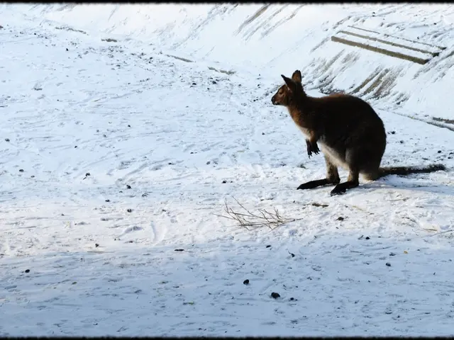 Aussie Markets Hold Early Advances amid Midday Trading