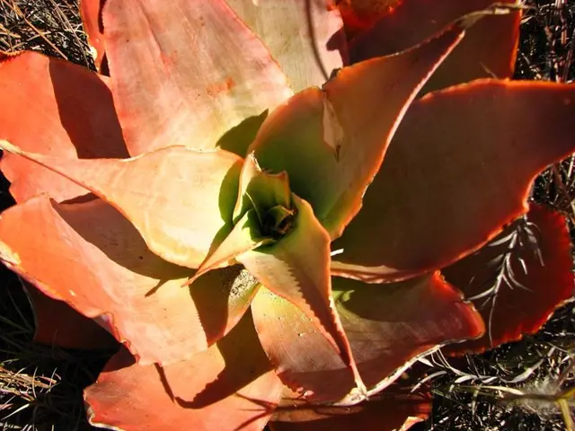 Airbus trials sustainable sea-derived fuel