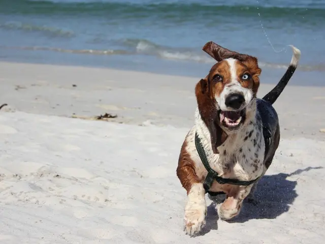 Dog retrieved from Texas flooding disaster, alive thanks to GPS collar technology