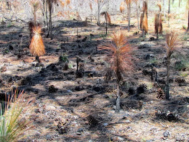 Impact of weeds on indigenous habitats: an educational perspective