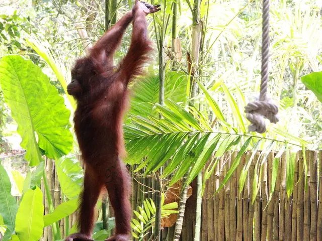 Acquired the world's rarest great ape species by an Indian zoo
