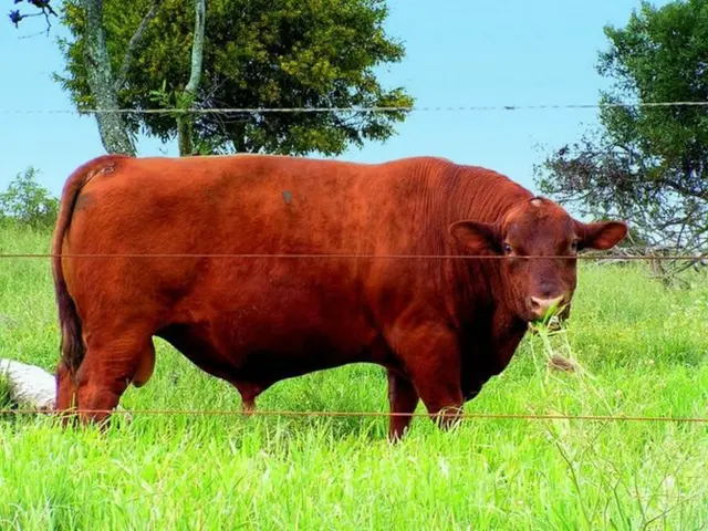 XRP Aims for $15 as ETF Excitement and Benchmark Charts Converge