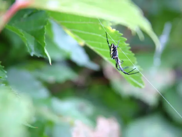 In the image there is a spider walking on the web and behind it there are plants.