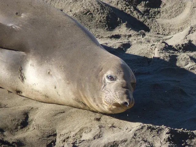 In this image there is a seal on the ground.