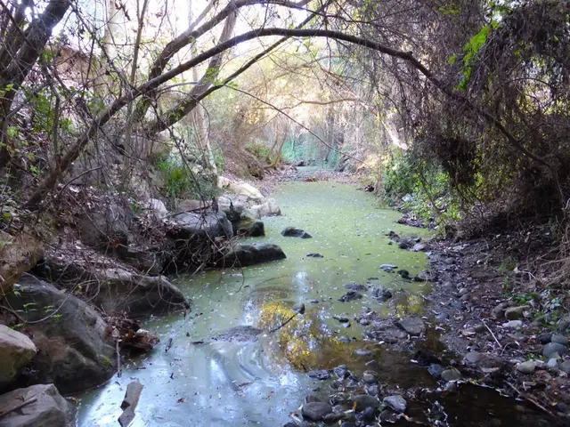 In this picture we can see water, algae, trees and rocks.