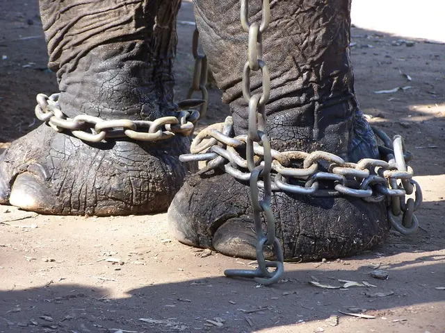 In this image we can see the chains to the elephant legs.