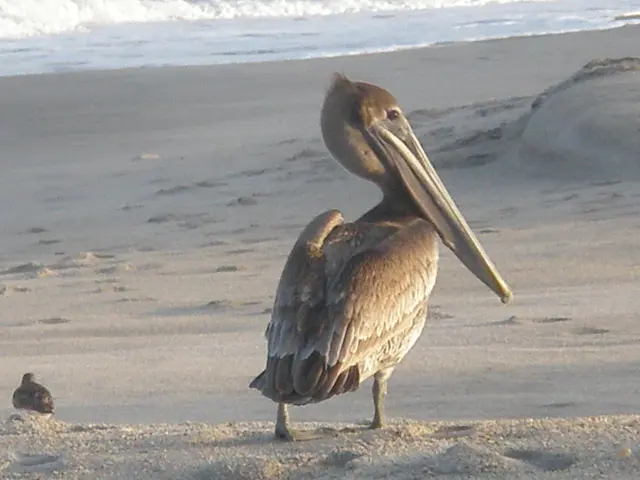 At the bottom of this image, there are two birds on a sand surface. In the background, there are...