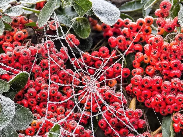 In this image there are some fruits and plants, and also there is one web.