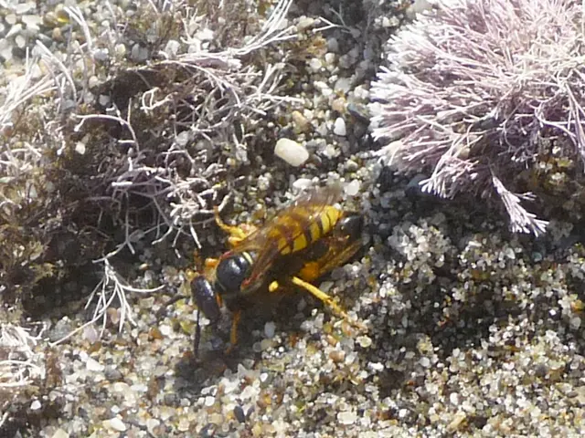 Here in this picture we can see a hornet present on the ground and beside that we can see some...